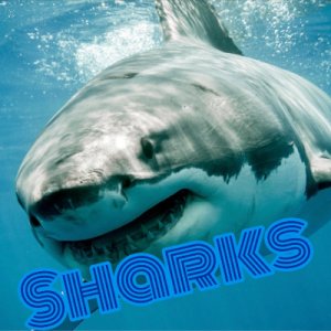 Sharks logo