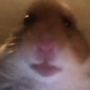Robin_de_dodo icon