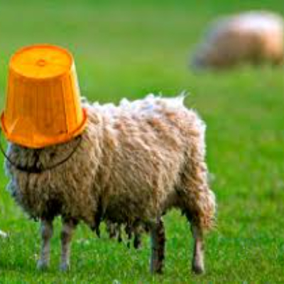 IdioticSheep icon