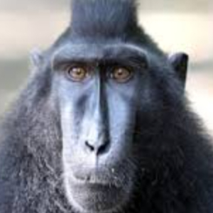 Harry_Carroll icon