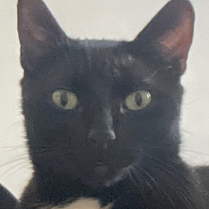 Liasik icon